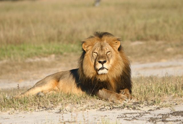 Οργή έχει προκαλέσει η εκτέλεση του λιονταριού Σέσιλ στη Ζιμπάμπουε
